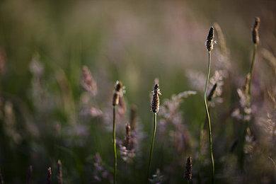 微软或在动视暴雪收购案中让步 与索尼达成10年协议